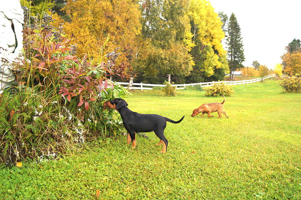 Pinscher